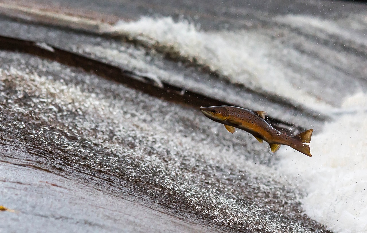 Kinds of fish that survive longer without water