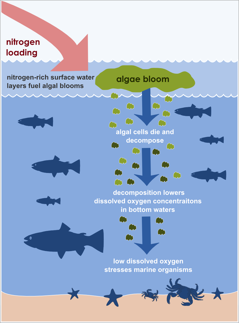  why some fish needs to leave the water