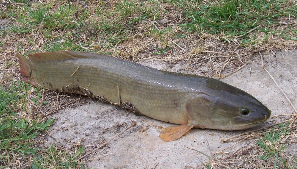 Mudfish