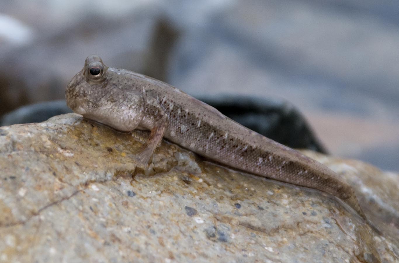 Mudskipper