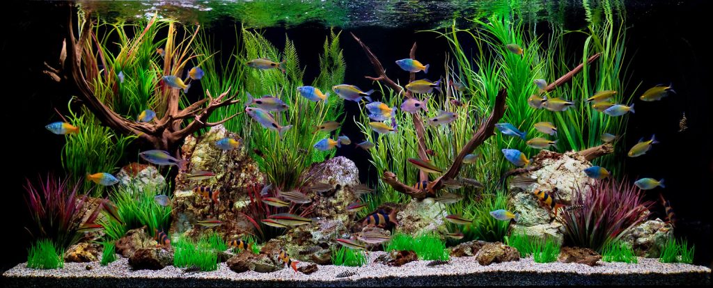 Interested in having an aquarium: Choosing the Fish for Aquarium