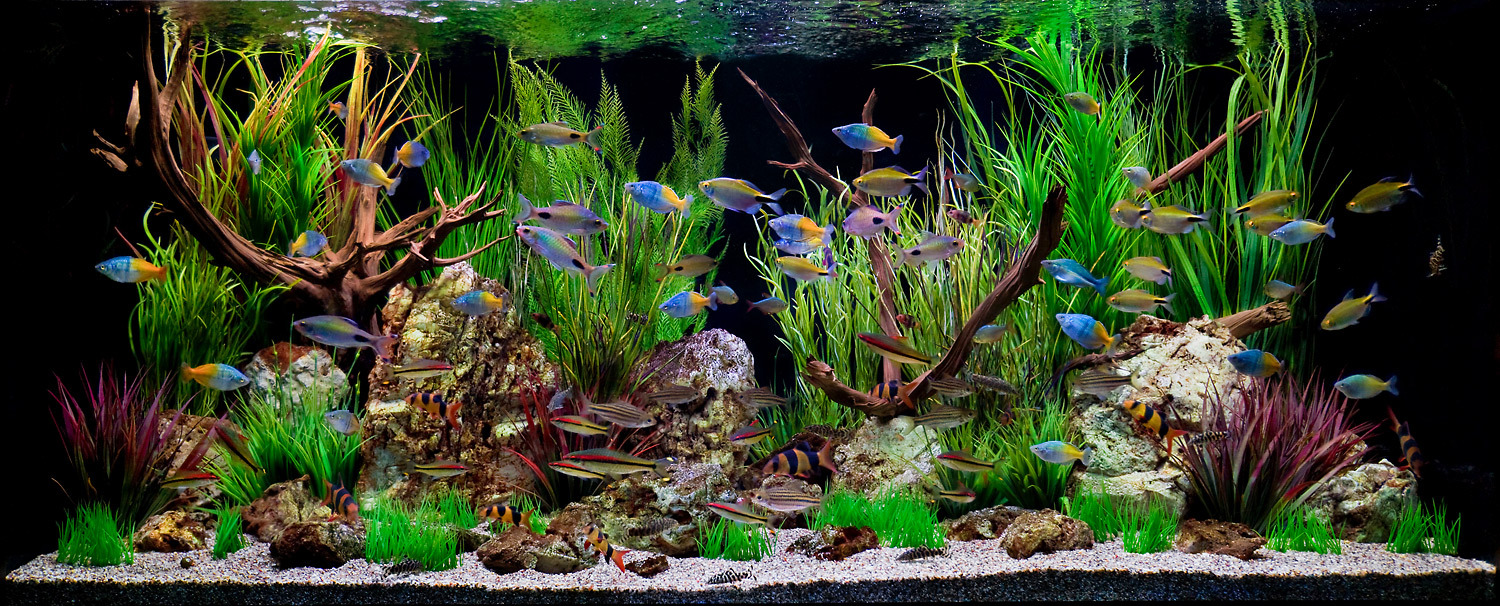 14 Fishes to Keep in Your Home Aquarium