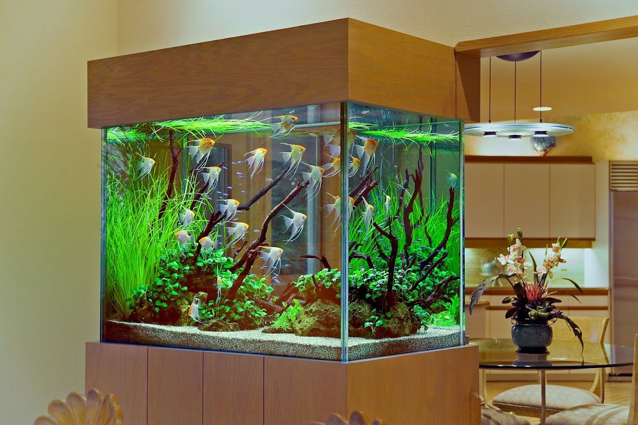 Choosing the Fish for your Aquarium
