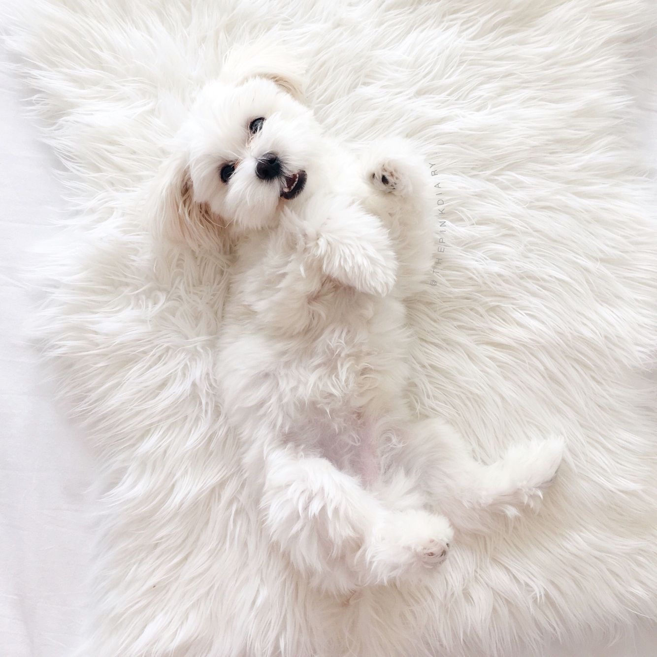 3 Grooming Tips for Dogs with White Fur.