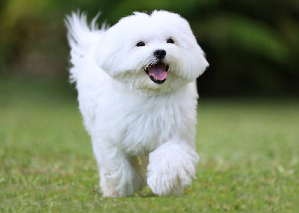 Dog Grooming 3 Grooming Tips for Dogs with White Fur