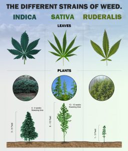 weed leaf guide
