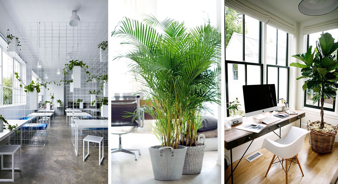 Plants-in-the-office-