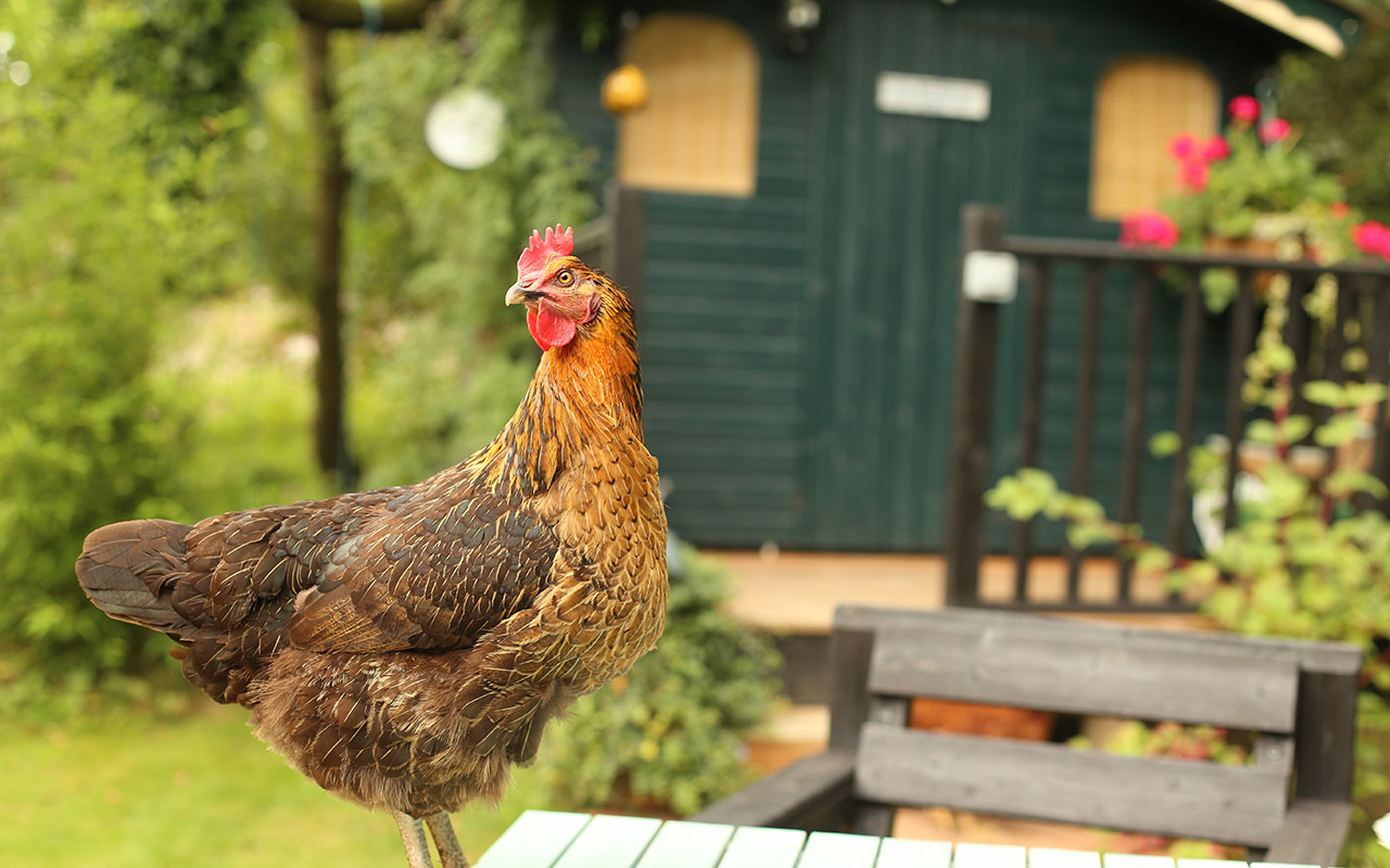 Treats For Chickens