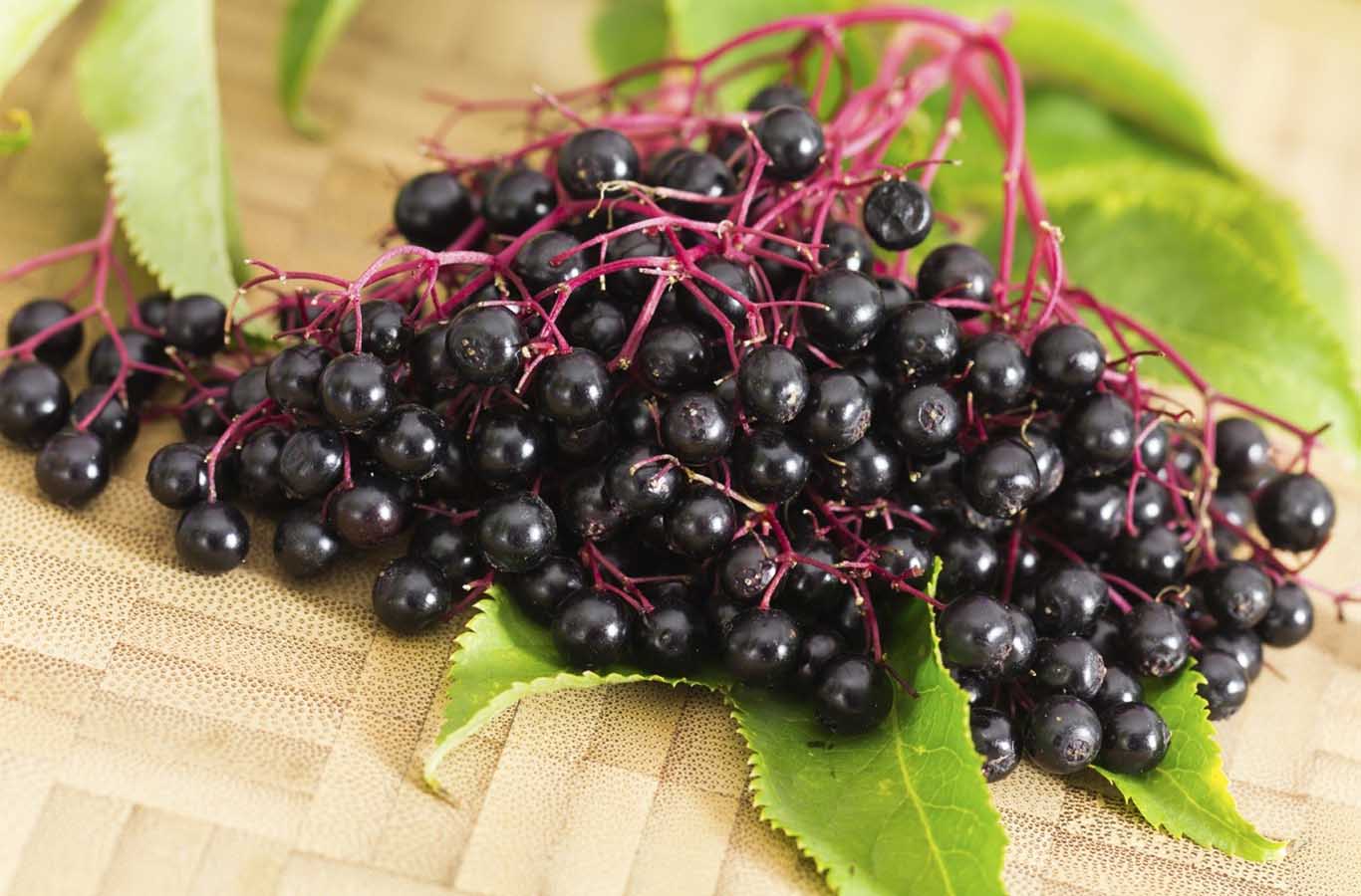 Black Elderberry