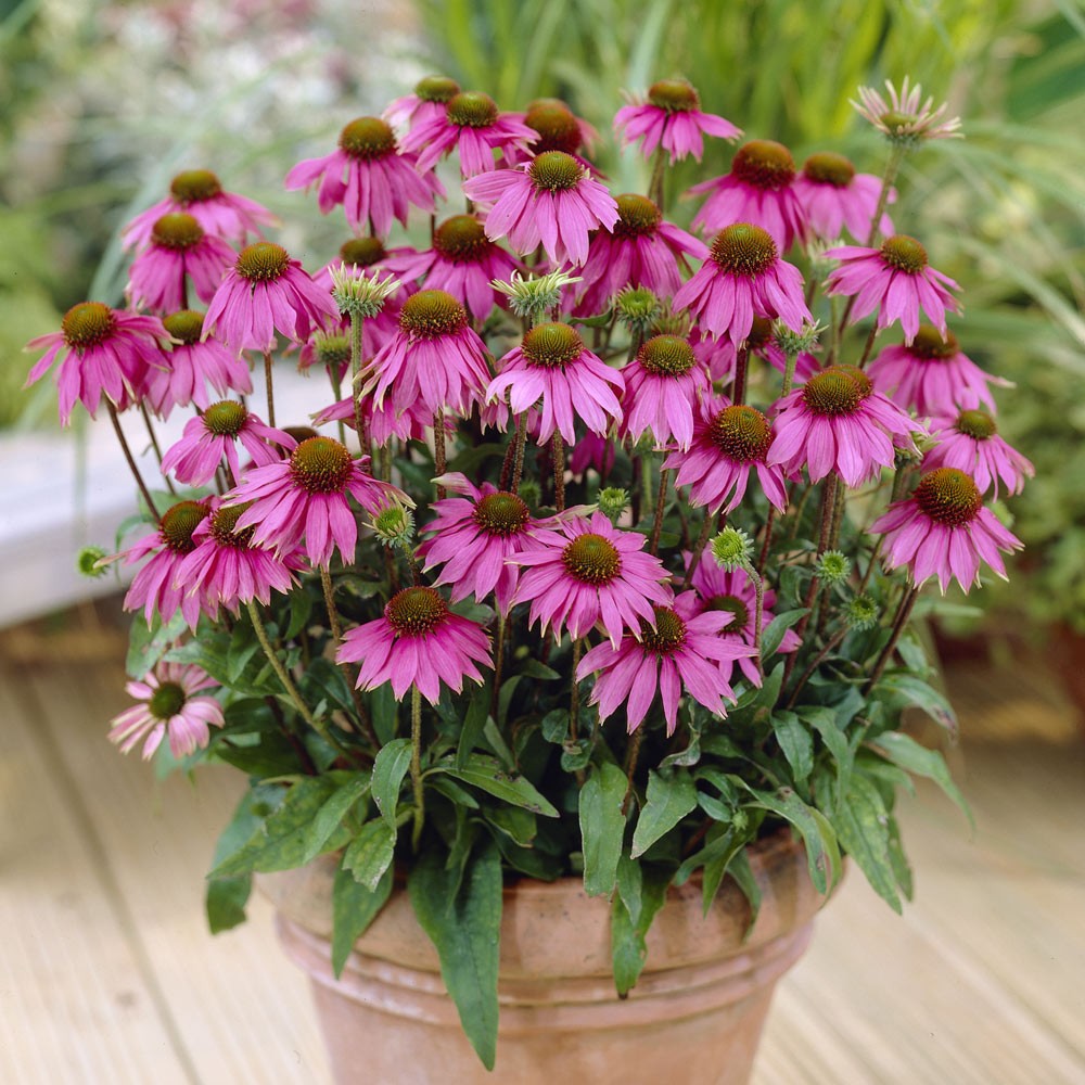 Echinacea