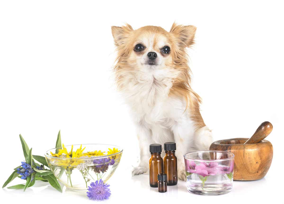 Essential-Oils-for-Dogs
