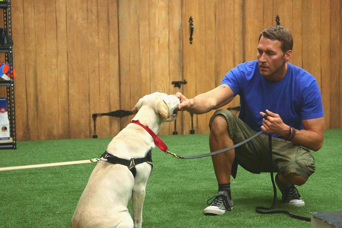 Reasons to Hire a Dog Trainer