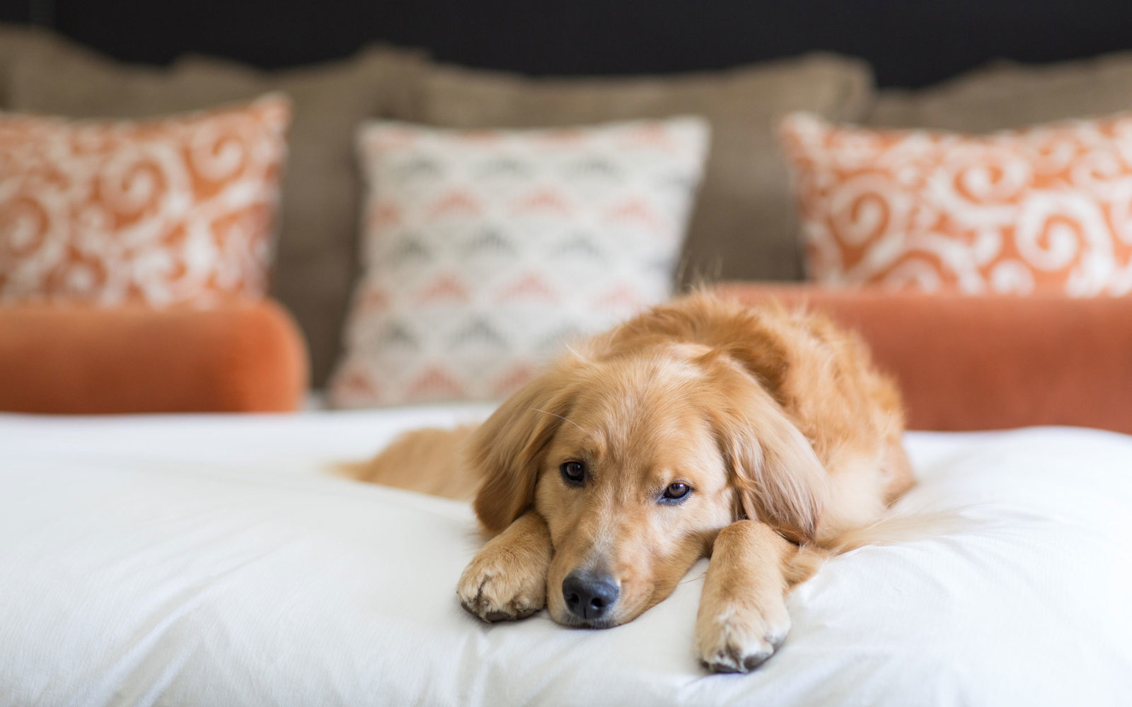 Pet-Friendly Hotels