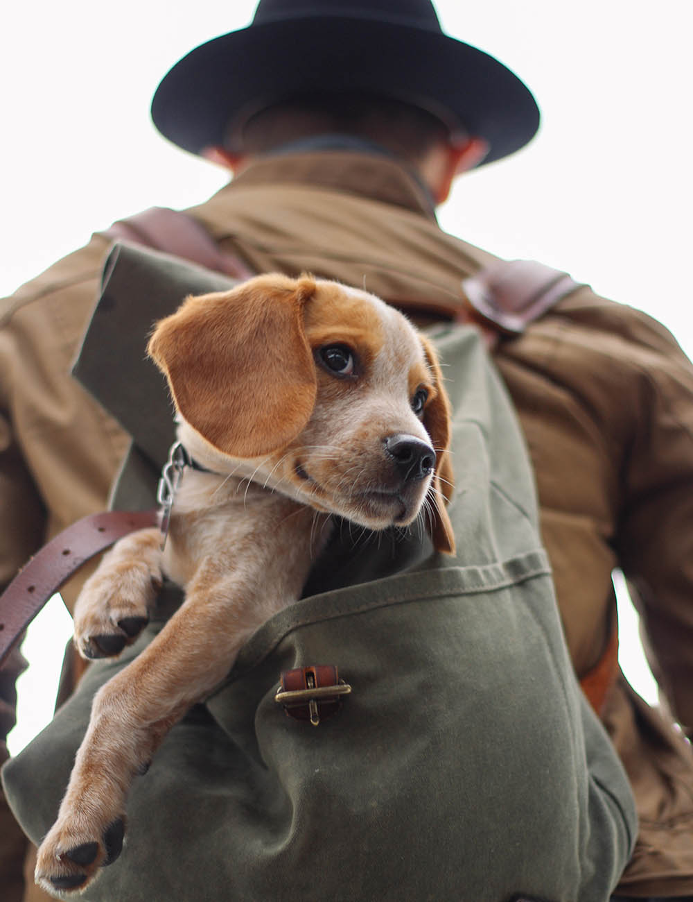 basic training to resolve most Dog behavioural issues