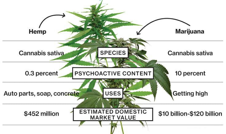 Difference Between Hemp and Marijuana