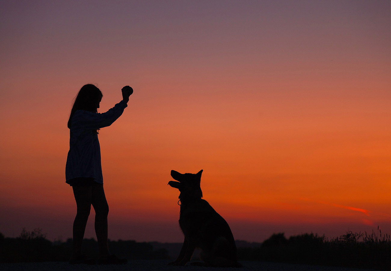 dog to training classes