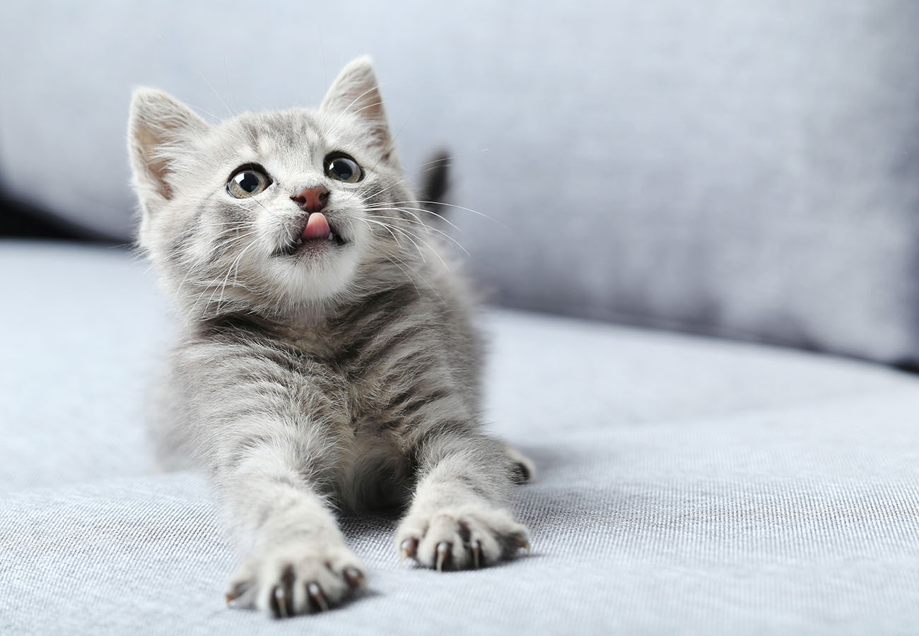 pet insurance for cats