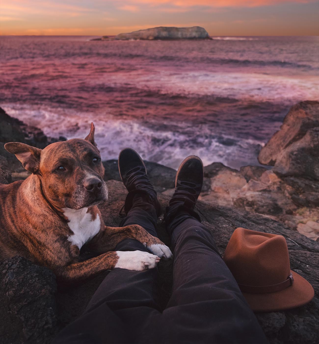 reasons to get a dog