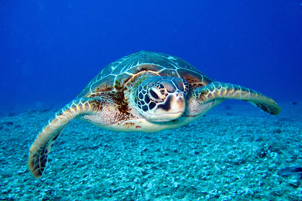 underwater ocean picture