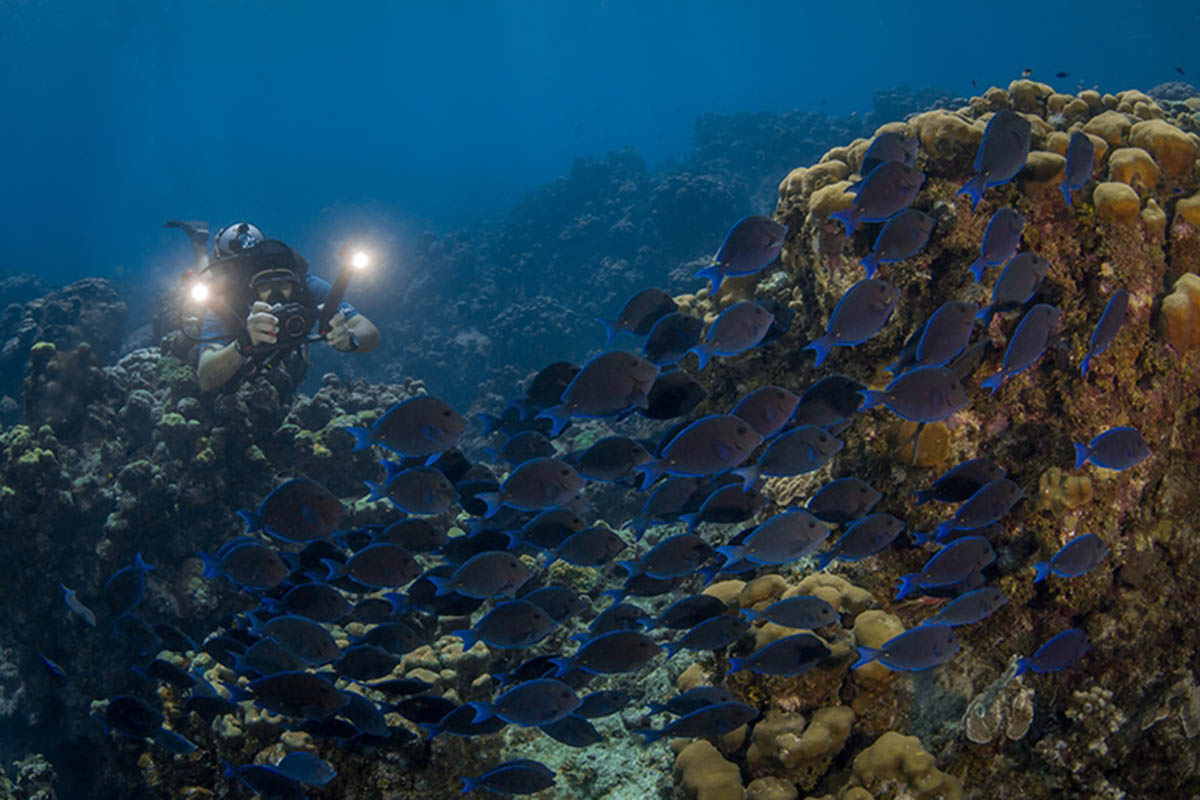 Light for underwater pictures