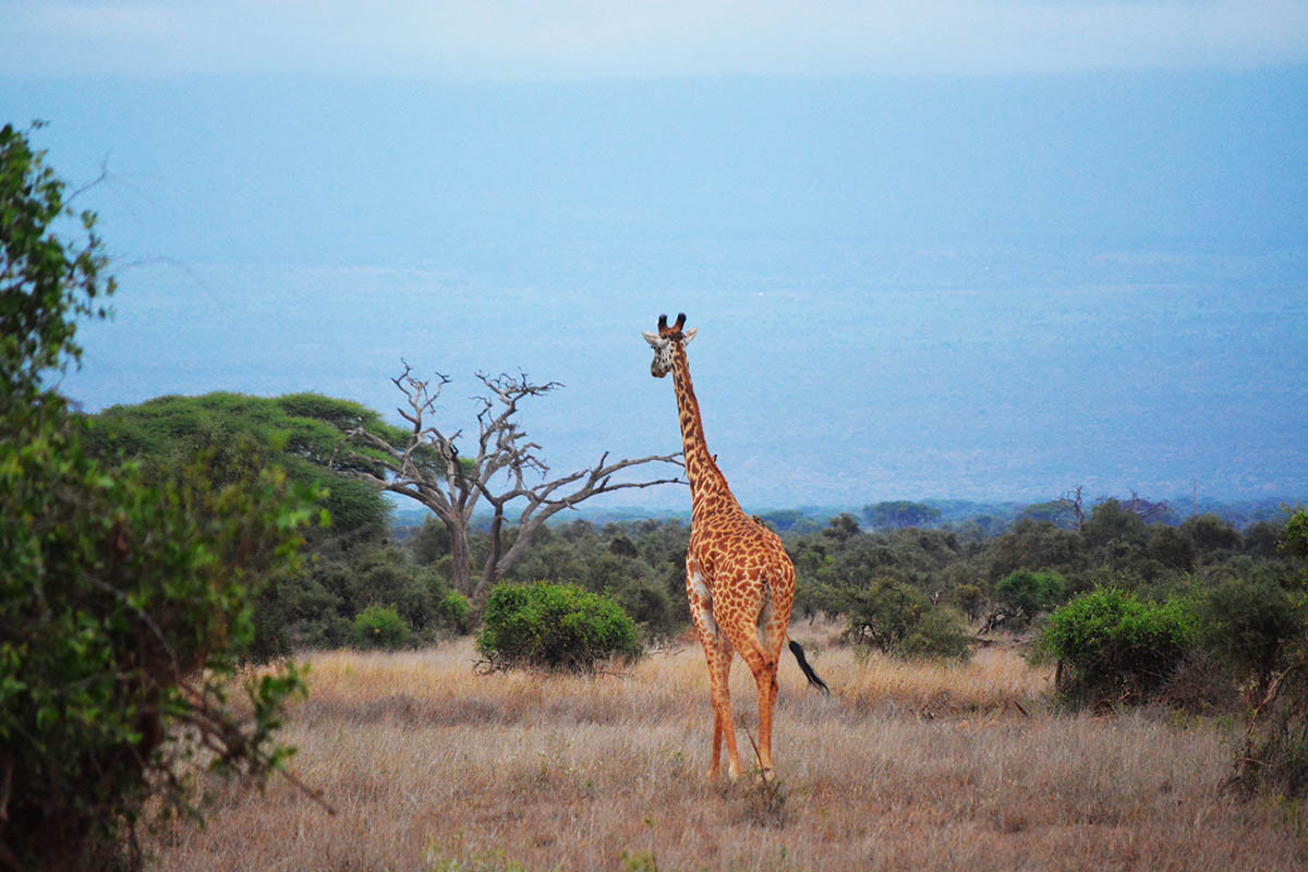 Safari in Africa