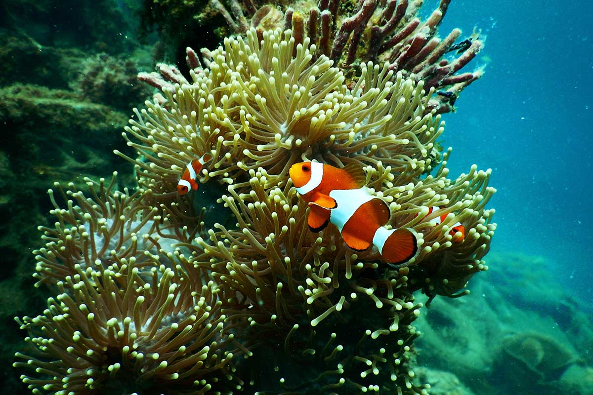 Tips for Making Unforgettable Underwater Pictures