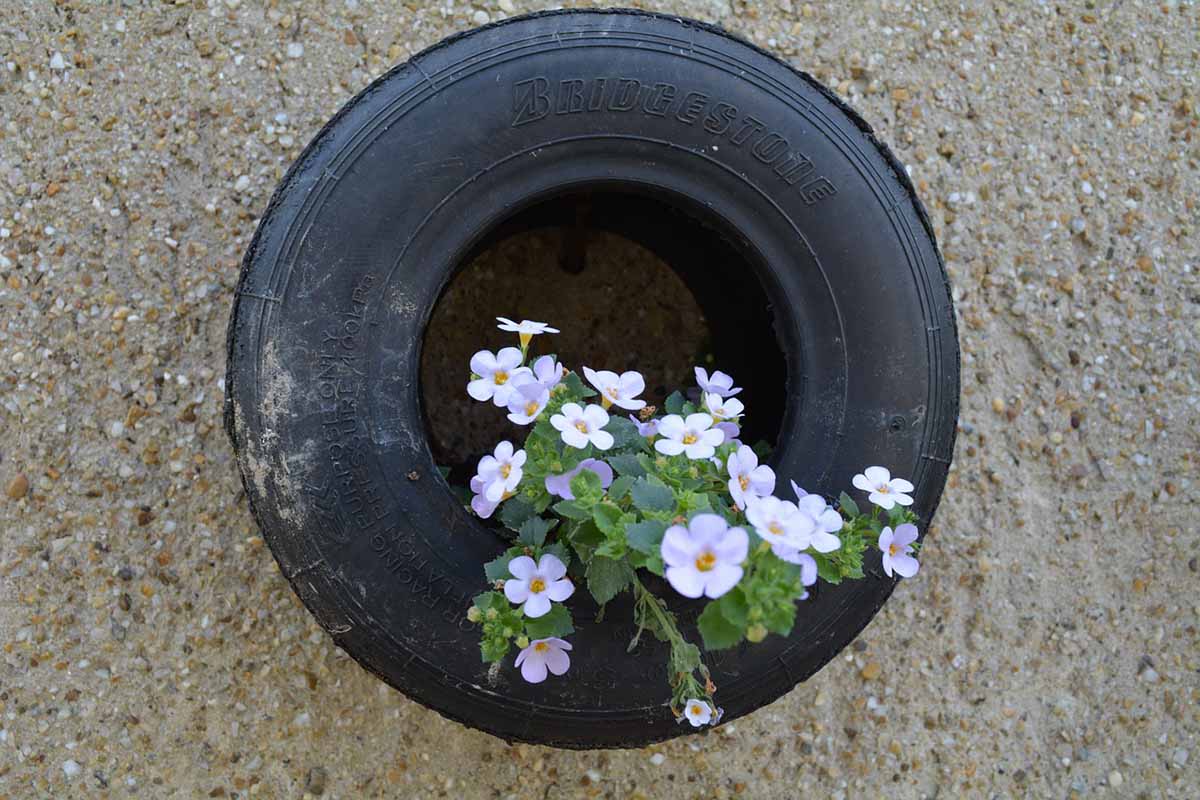 Tire gardening