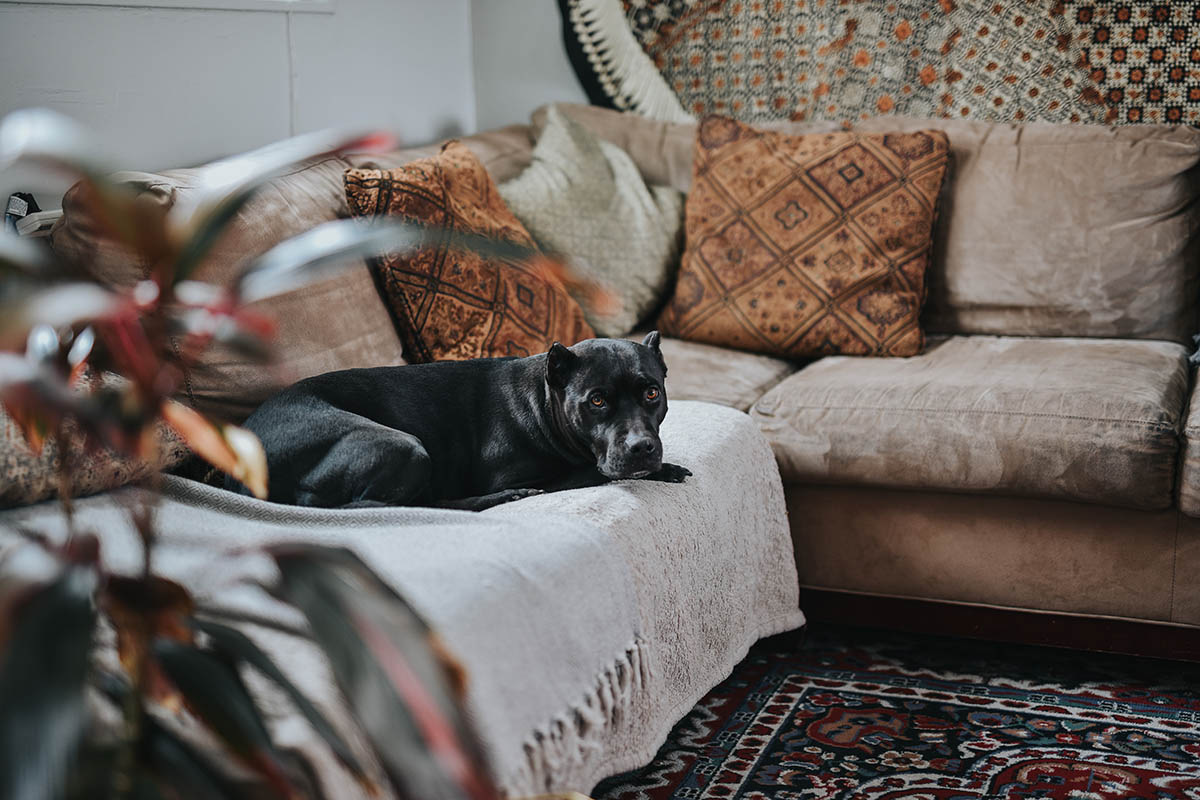 How to Care for Furniture When You Have Pets at Home