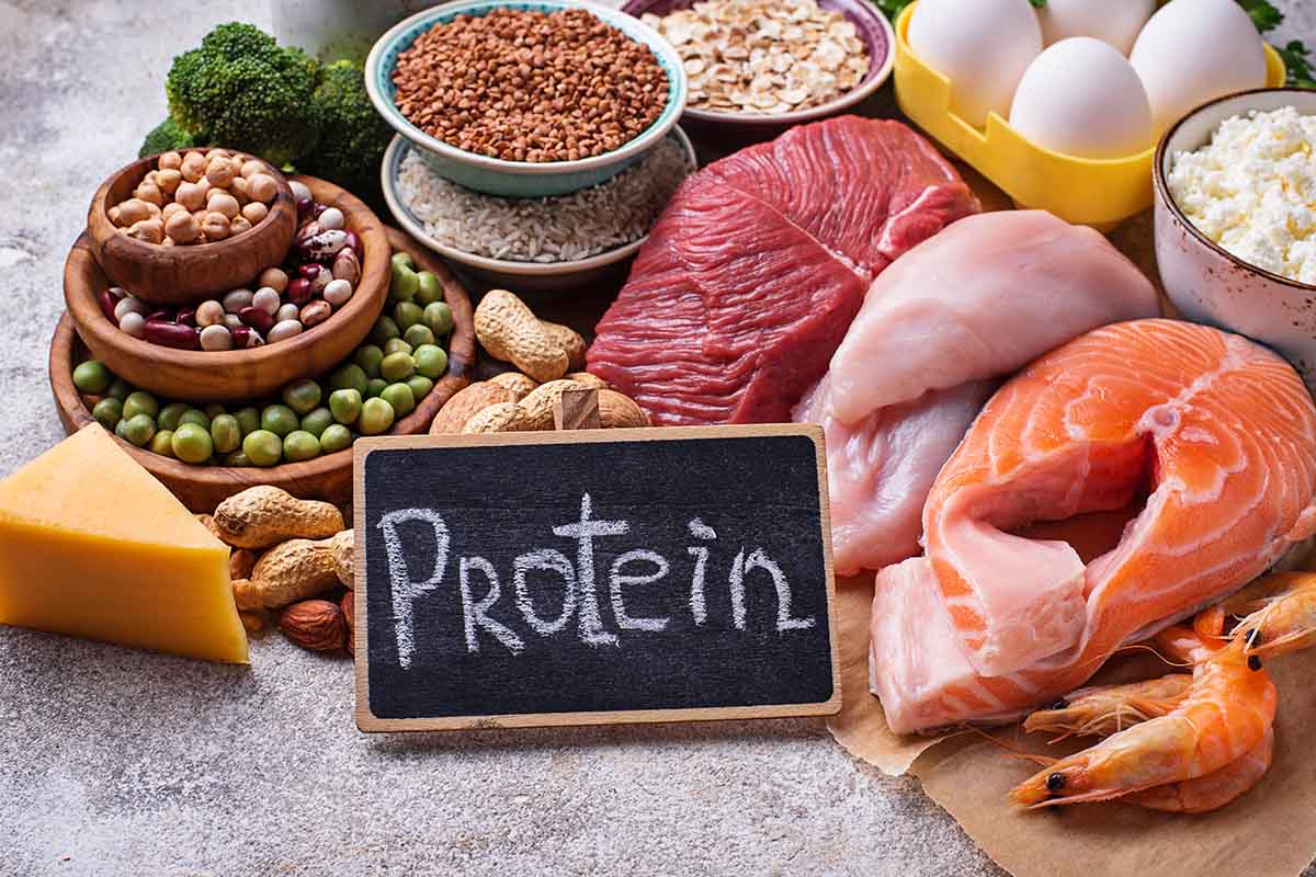 The role of protein in the body