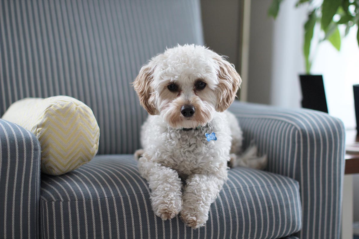 grooming tips for dogs with white fur.