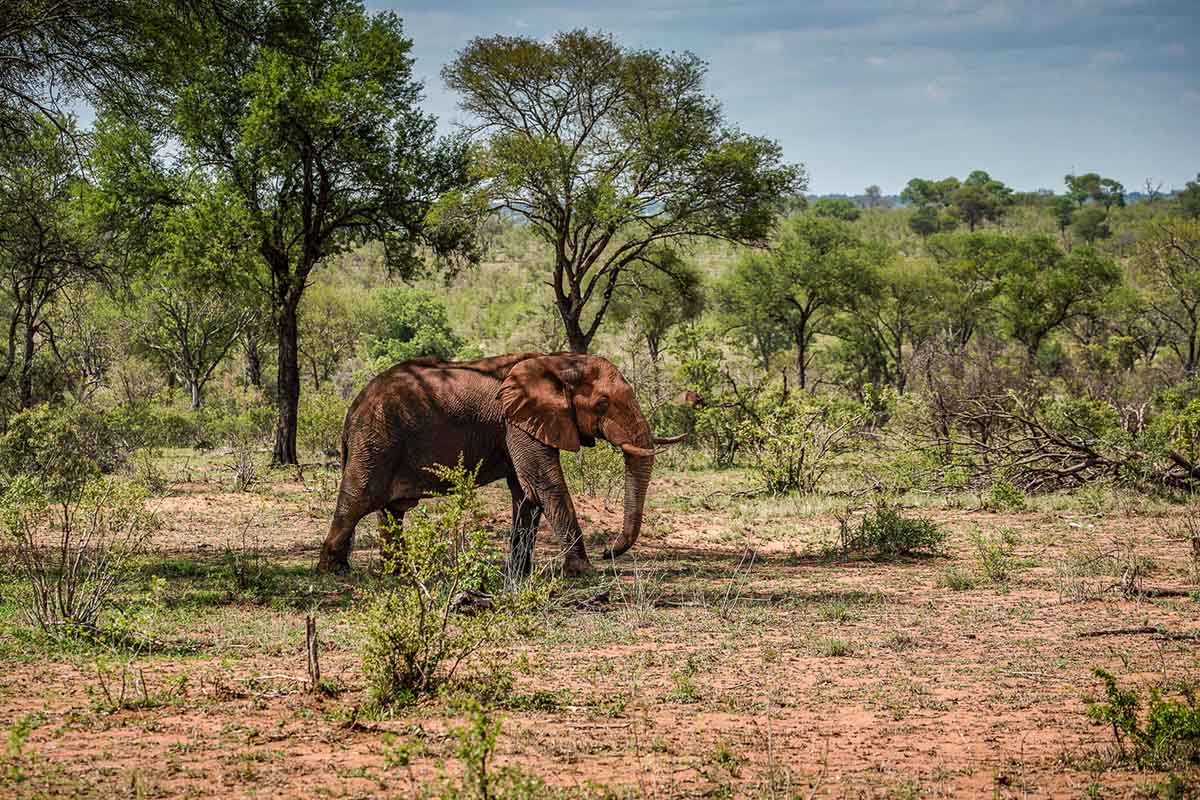 Kruger National Park- South Africa