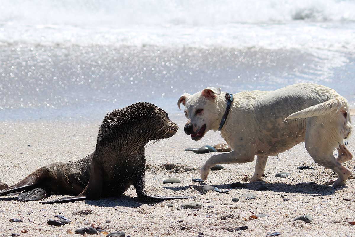 The Different Approaches to Stop Your Dog from Barking