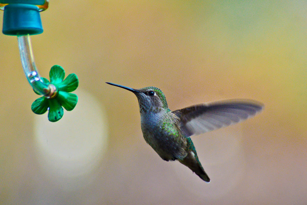 feeding hummingbirds