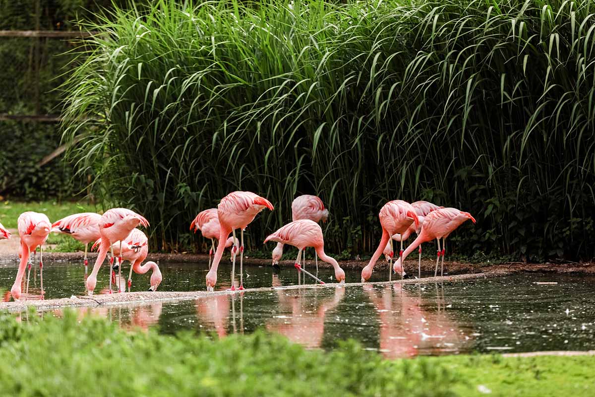 Aruba