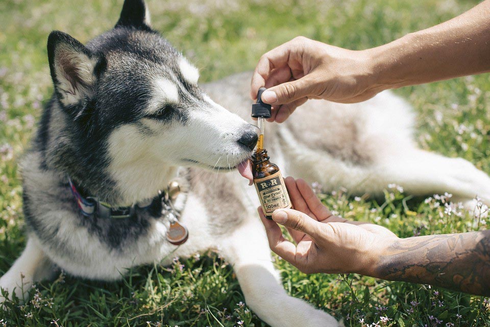 CBD Oil for Dog Anxiety