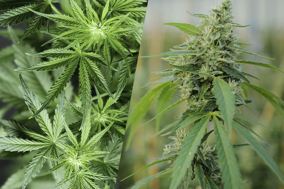 Difference Between Cannabis and Hemp