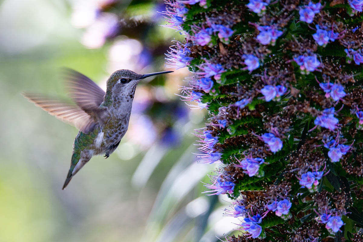 Feeding Hummingbirds