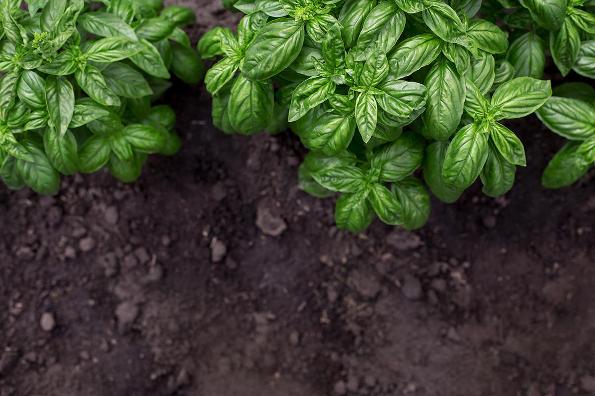 Italian Garden Plants