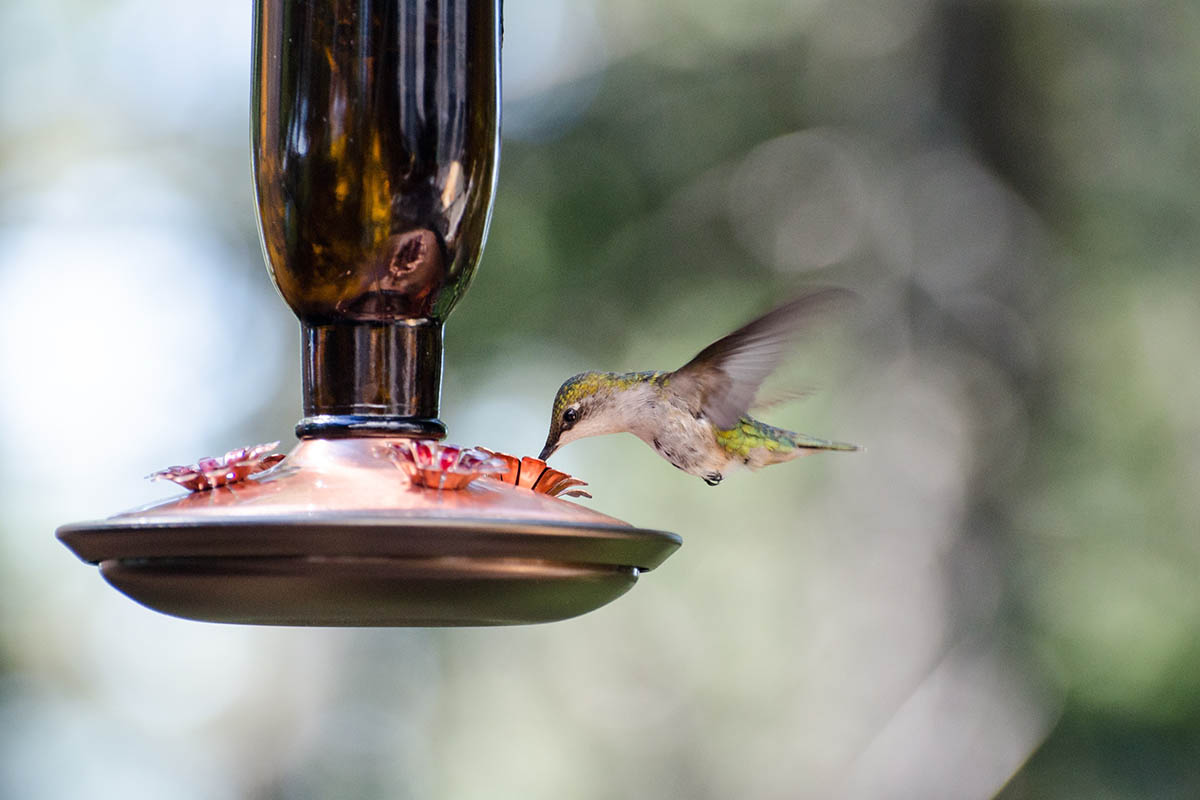  Types of hummingbird feeders