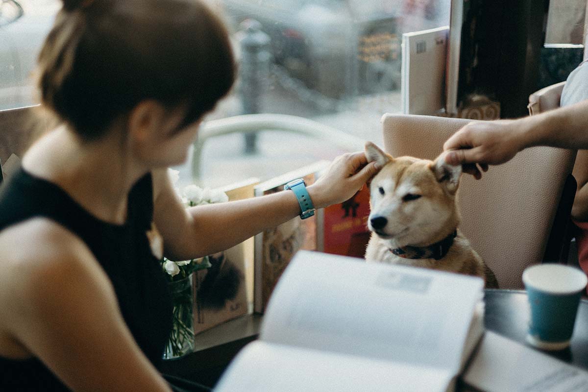 CBD Oil for Dogs