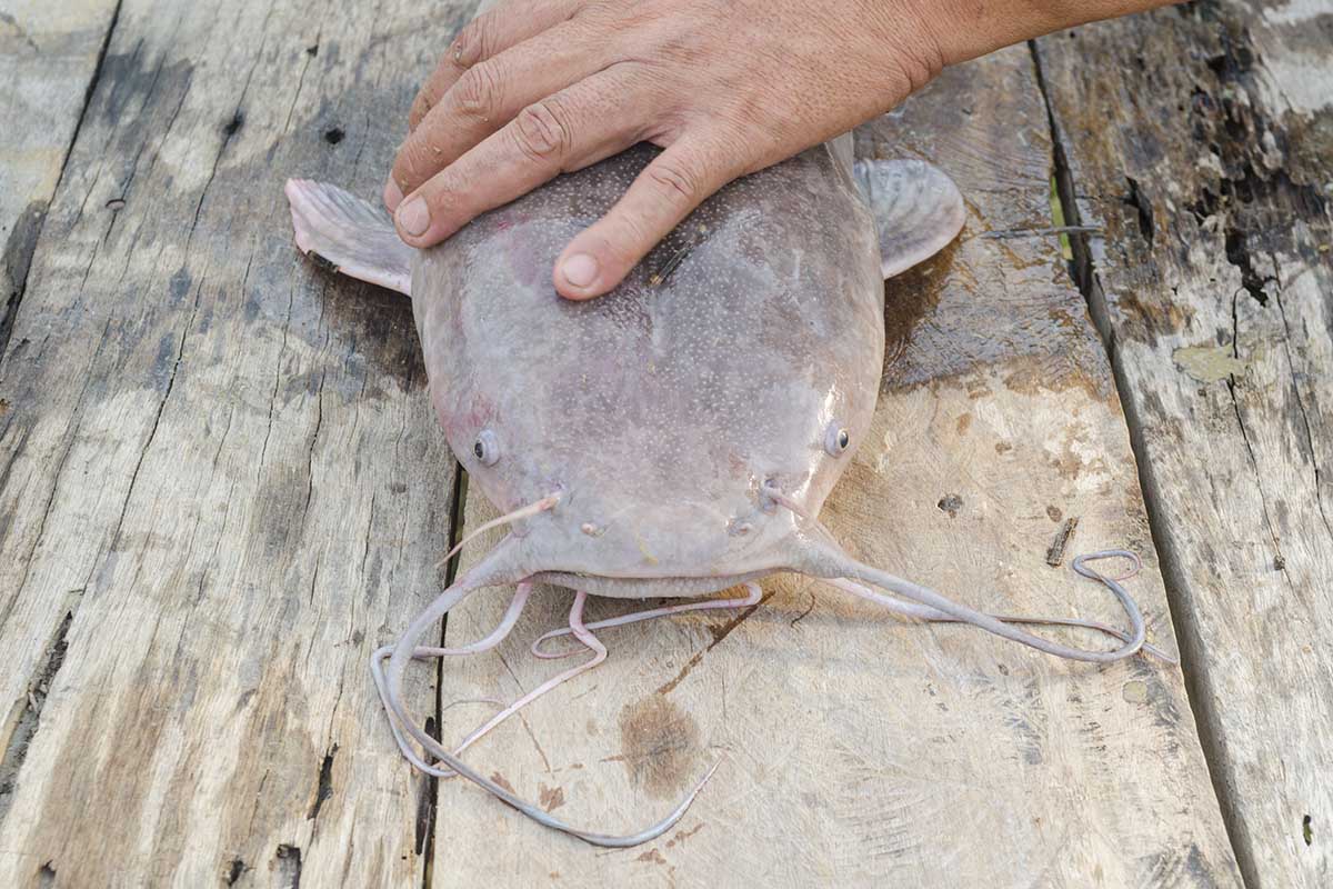 flathead catfish