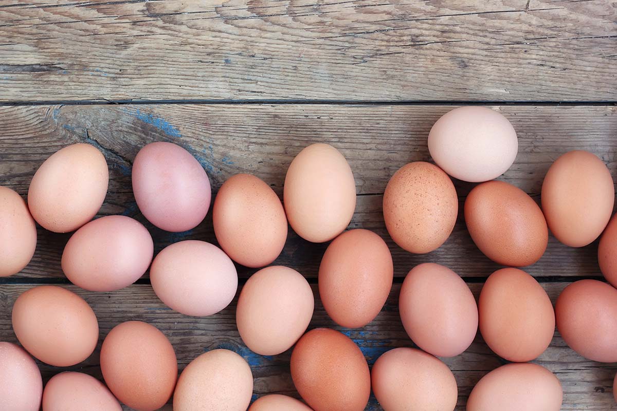 protein in egg yolk