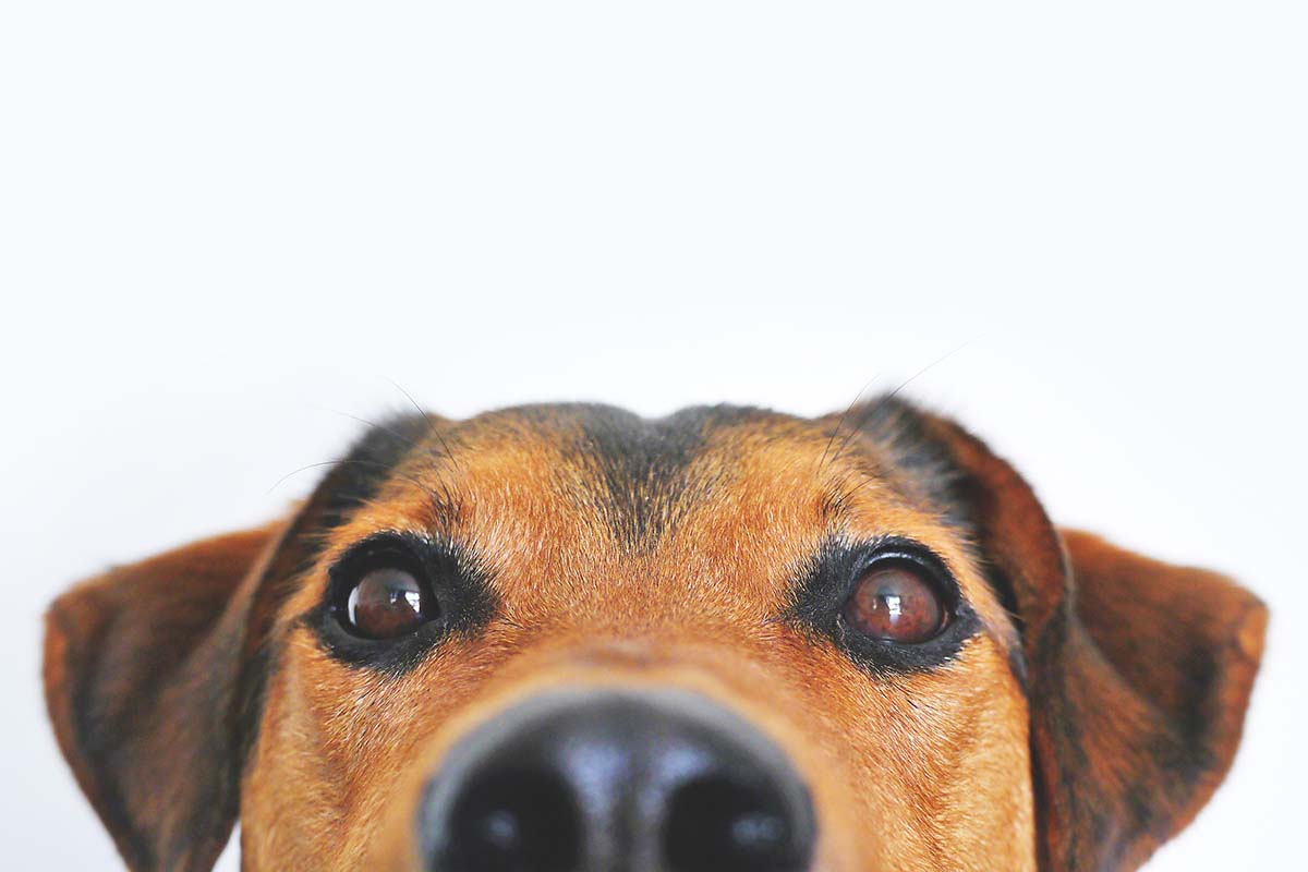 Service Workers Can Avoid Dog Bites