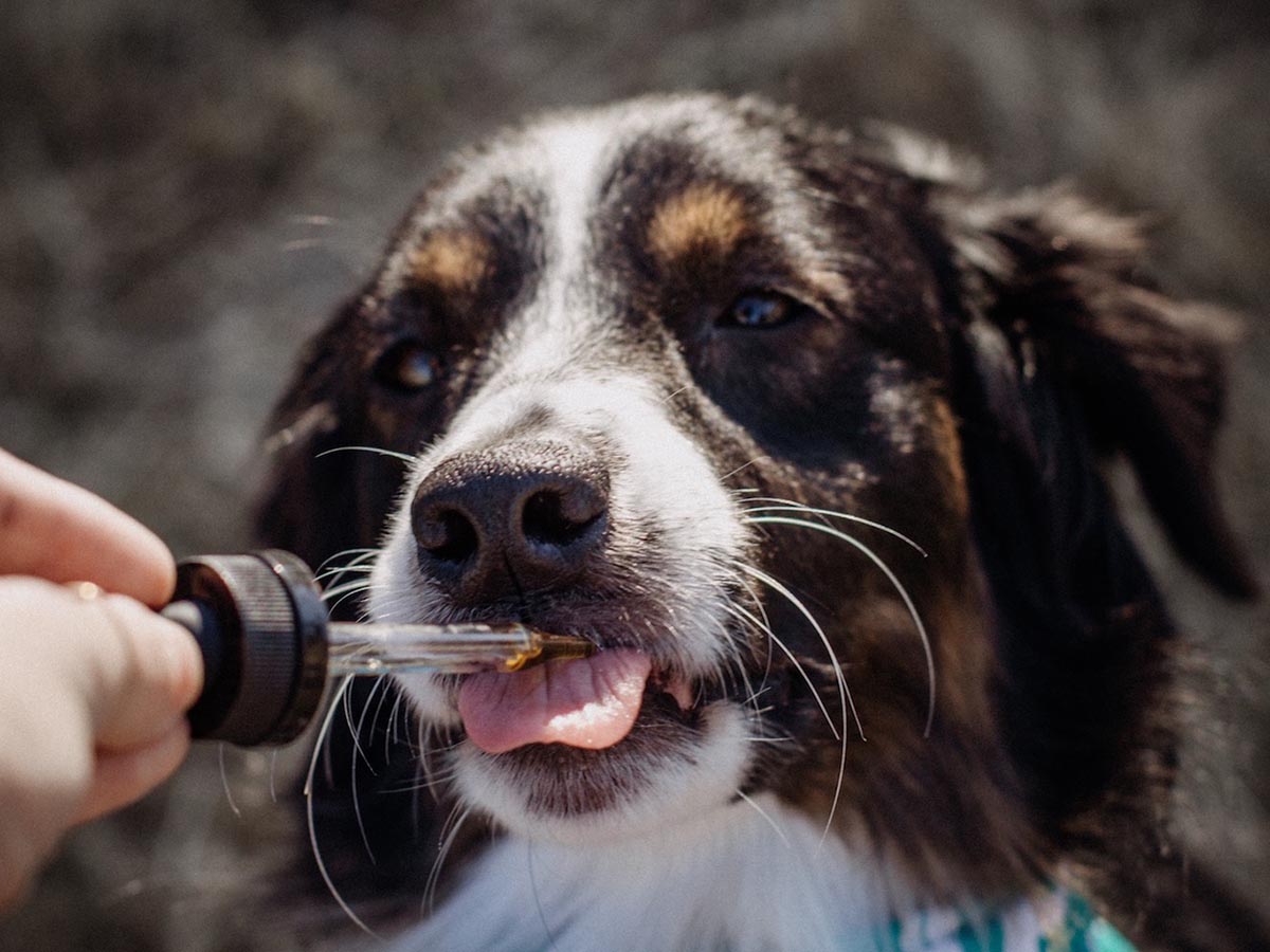 CBD Oil for Dogs