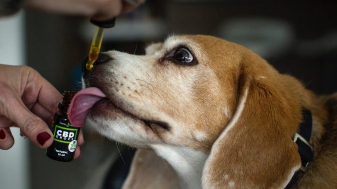 CBD dog treats