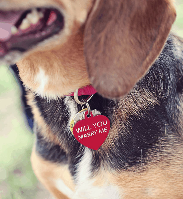 Using your pet to propose 