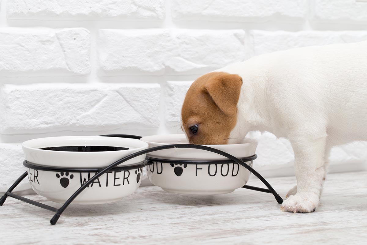 Food and Water Bowls 