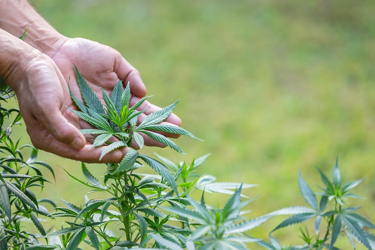 Growing Weed at Home