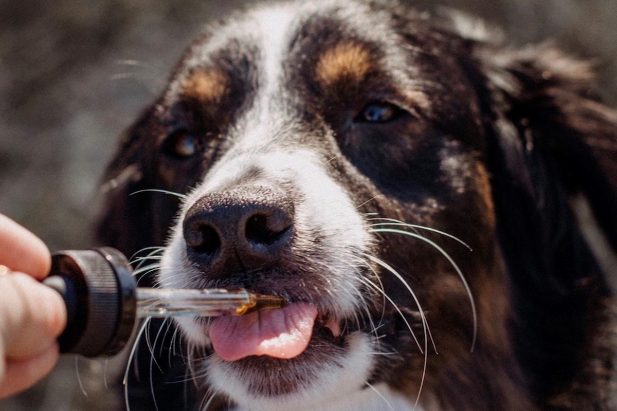 Hemp Oil for Pets