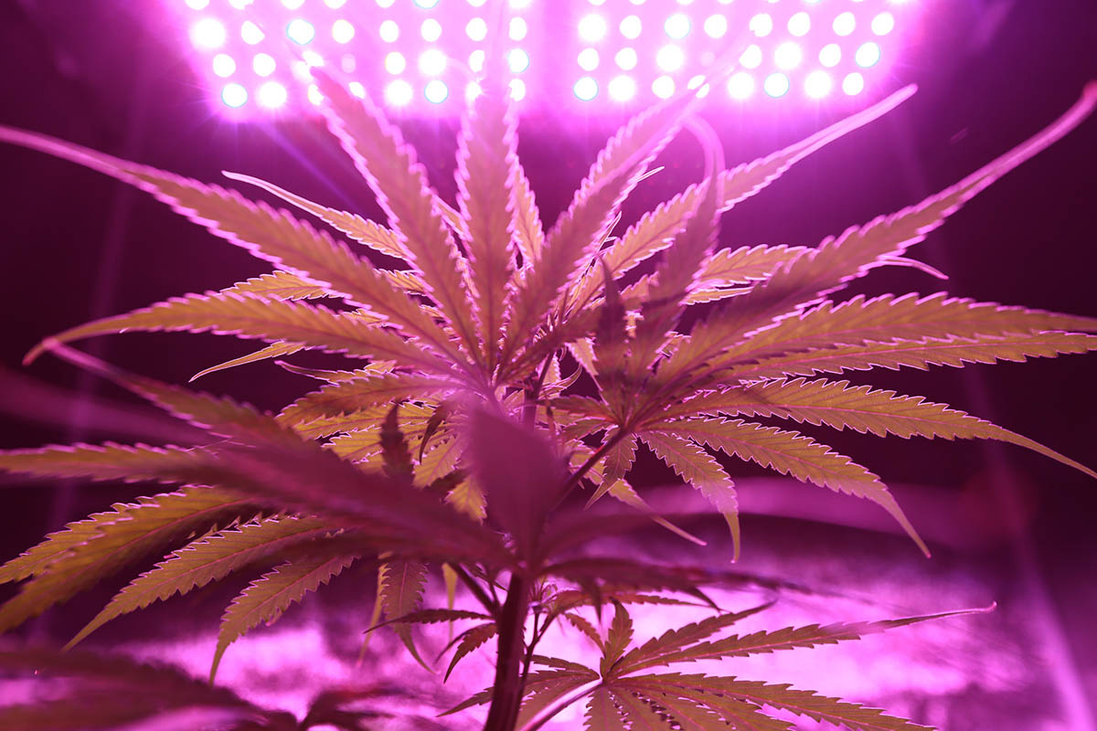 Important Elements that Every Cannabis Plant Needs